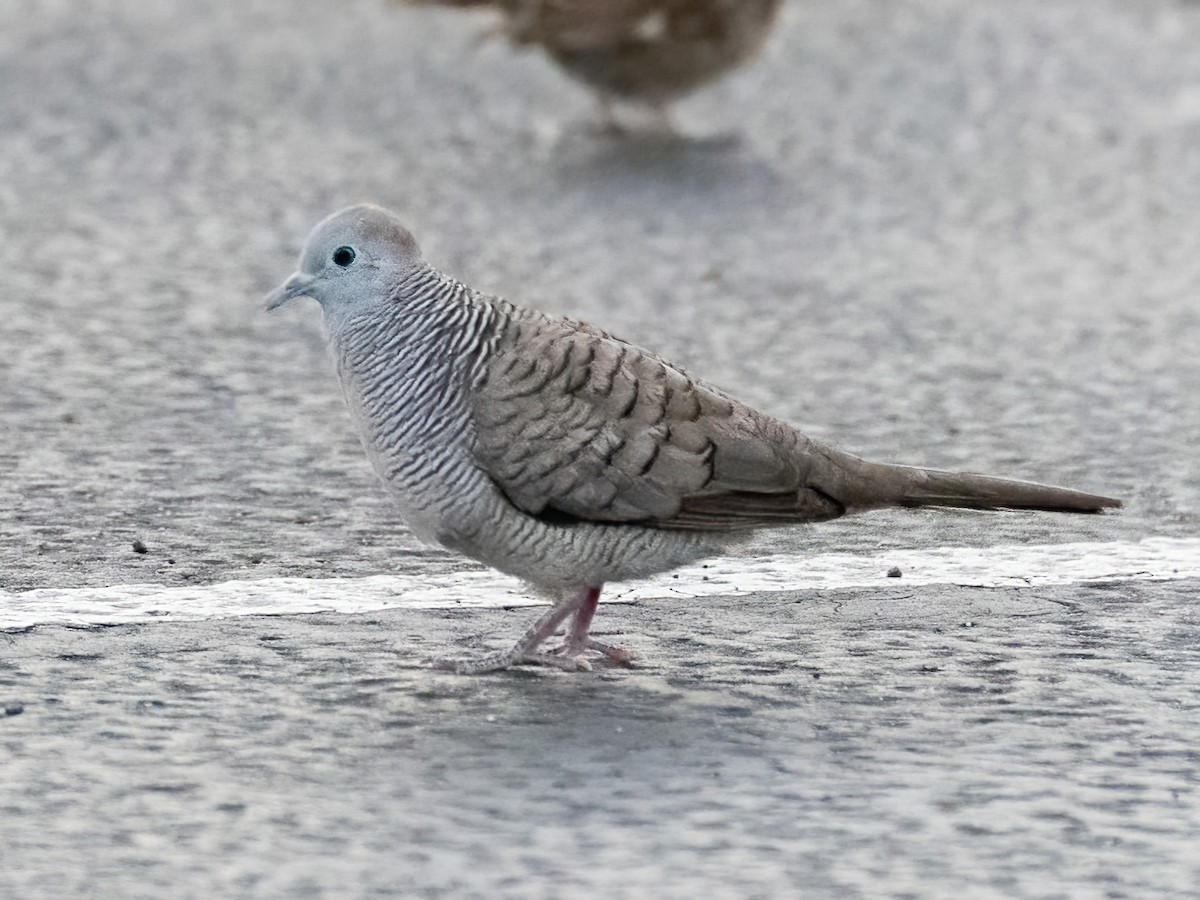 Spotted Dove - ML616446746