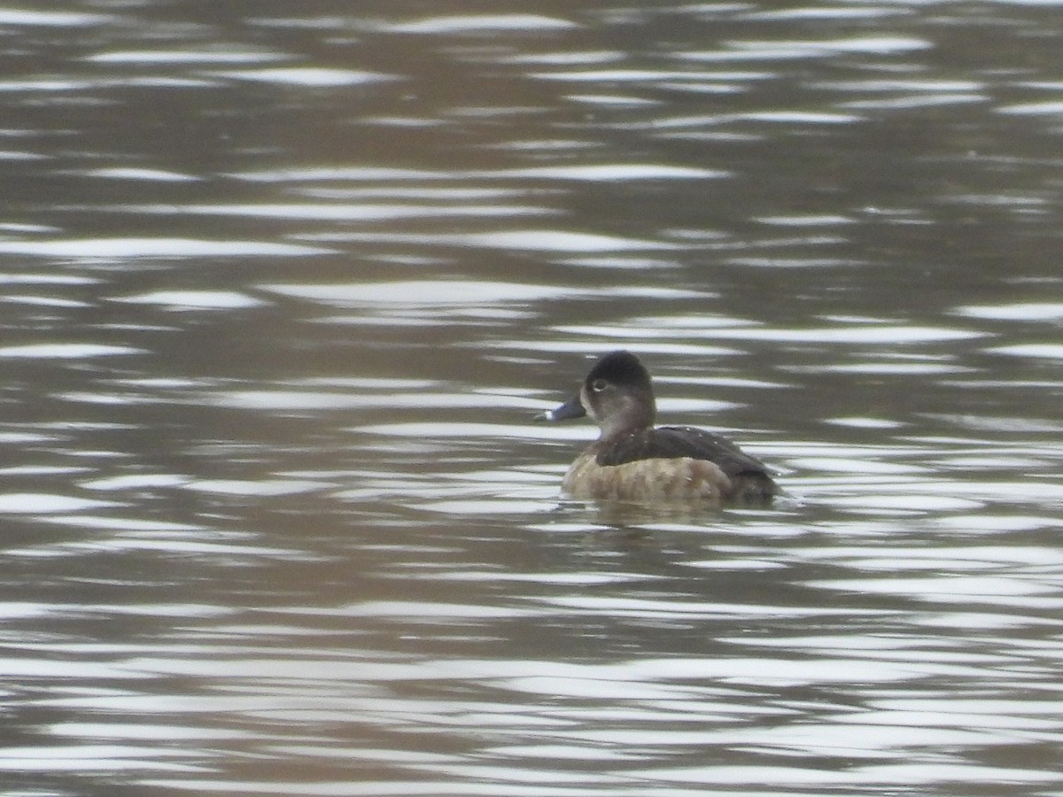 Ring-necked Duck - ML616446764