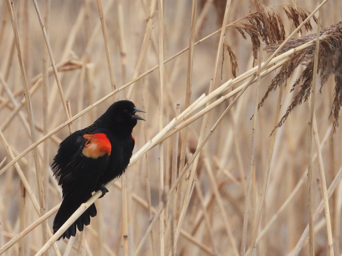 Red-winged Blackbird - ML616446796