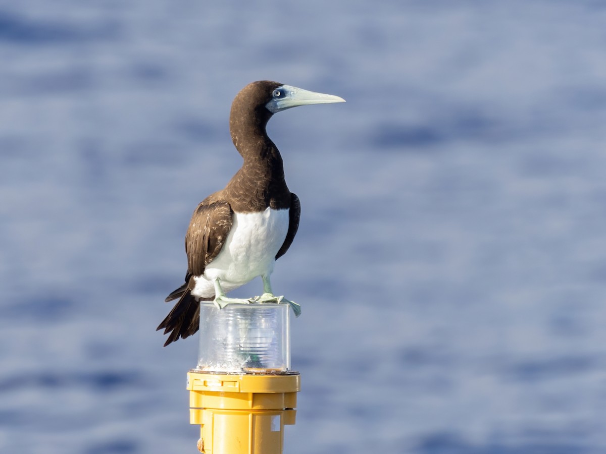 Brown Booby - ML616446913