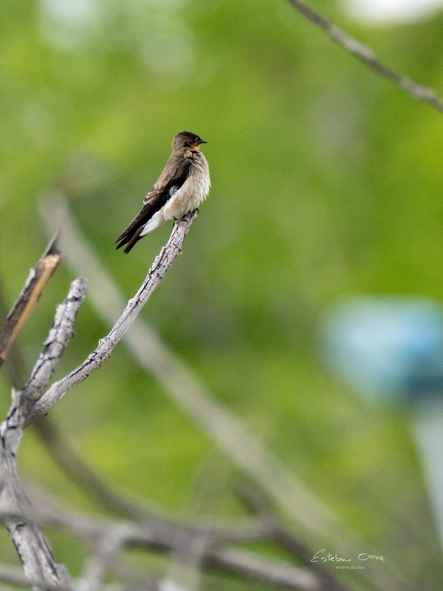 Southern Rough-winged Swallow - ML616447020