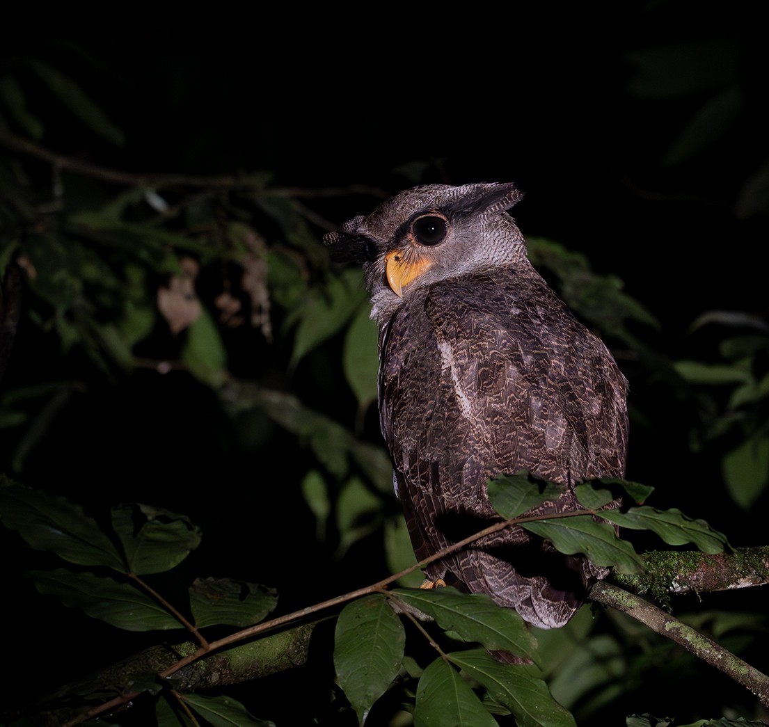 Barred Eagle-Owl - ML616447081
