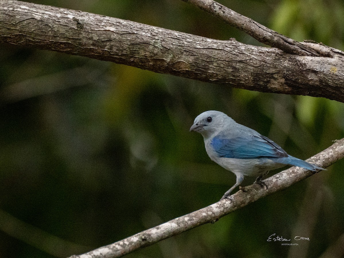 Blue-gray Tanager - ML616447137