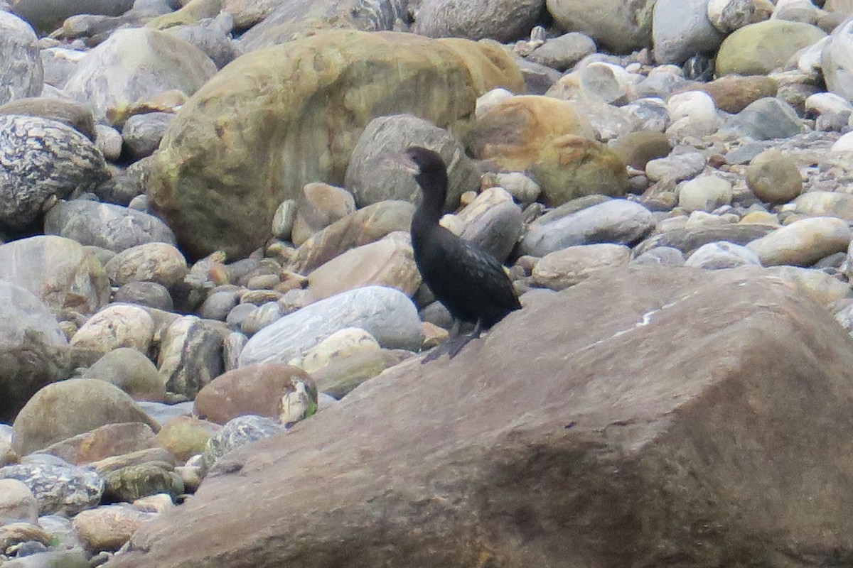 Little Cormorant - Rishi Palit