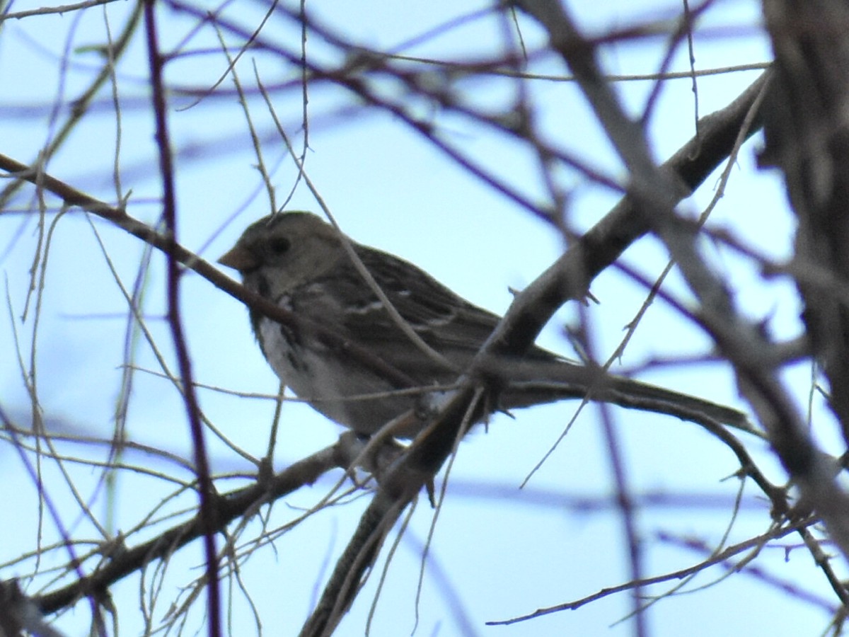 Harris's Sparrow - ML616447292