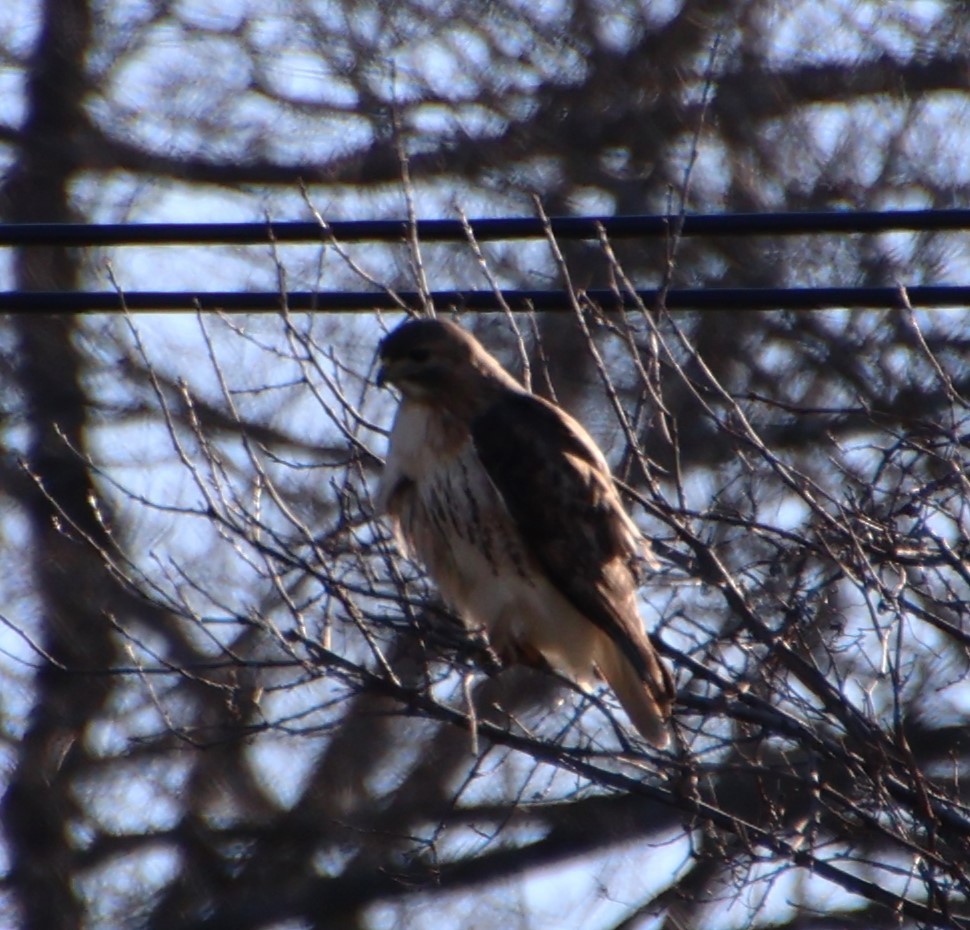 eBird Checklist - 24 Mar 2024 - Lower Wisner Road, Warwick, NY - 19 species