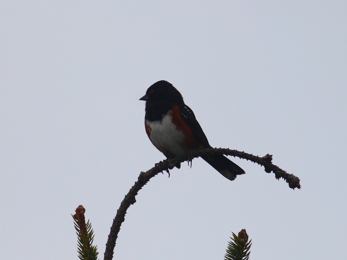 Spotted Towhee - ML616447417