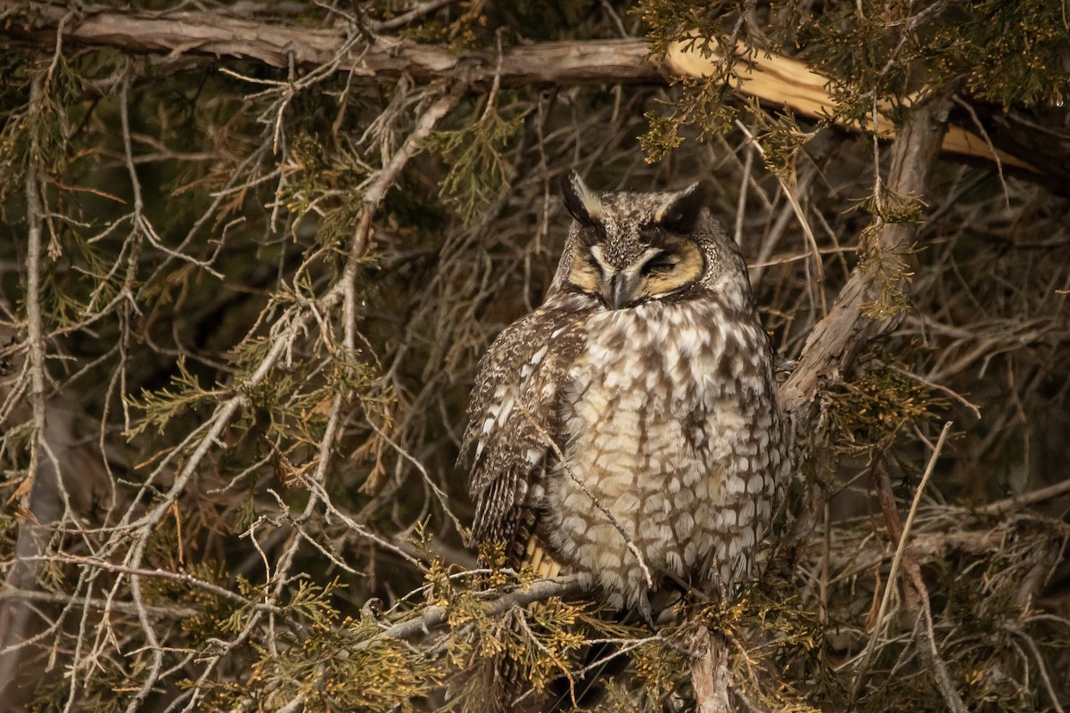 Long-eared Owl - ML616447494
