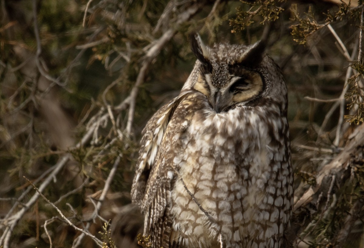 Long-eared Owl - ML616447495