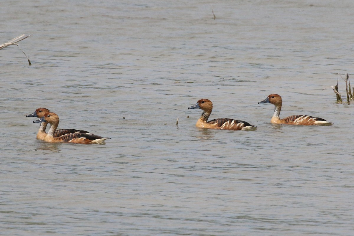 Fulvous Whistling-Duck - ML616447545