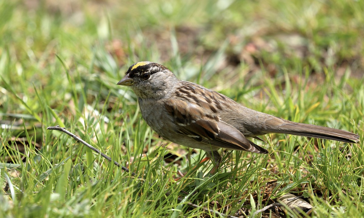 Golden-crowned Sparrow - ML616447576