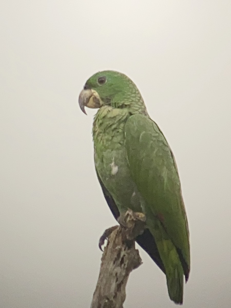 Kawall's Parrot - ML616447586