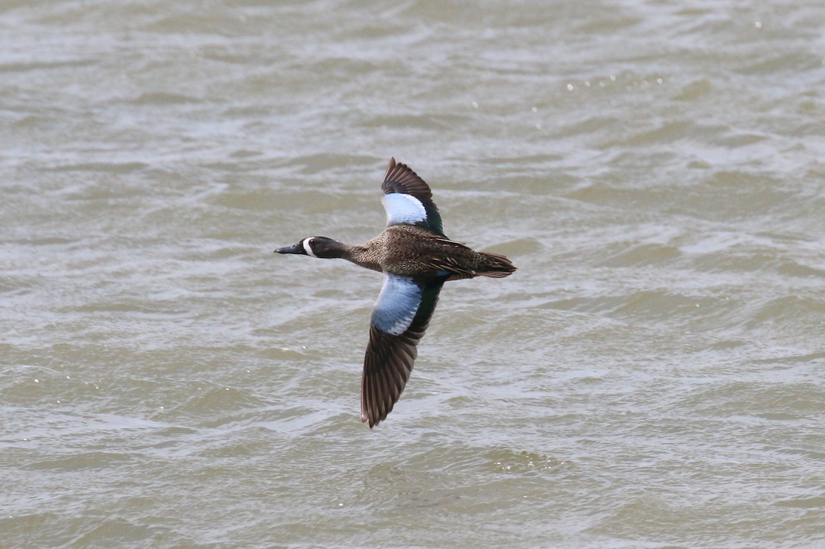 Blue-winged Teal - David Carr