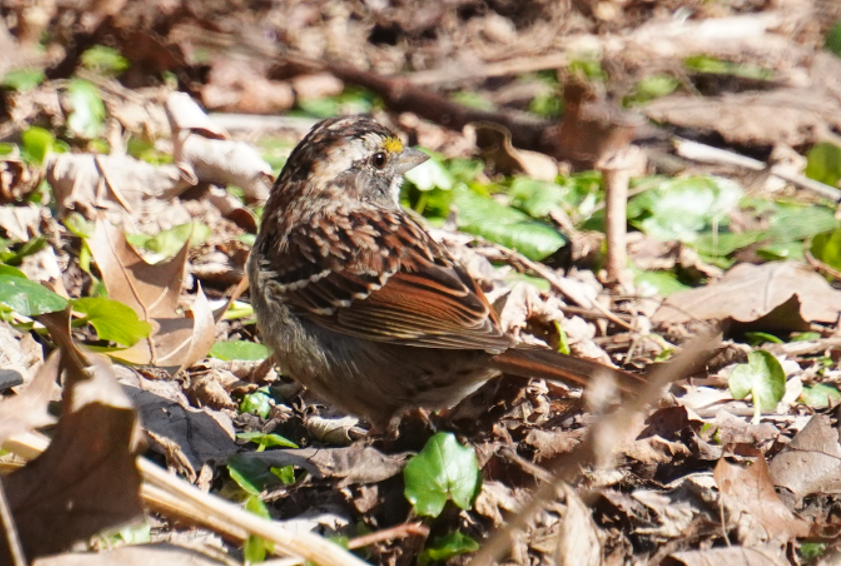 White-throated Sparrow - ML616447607