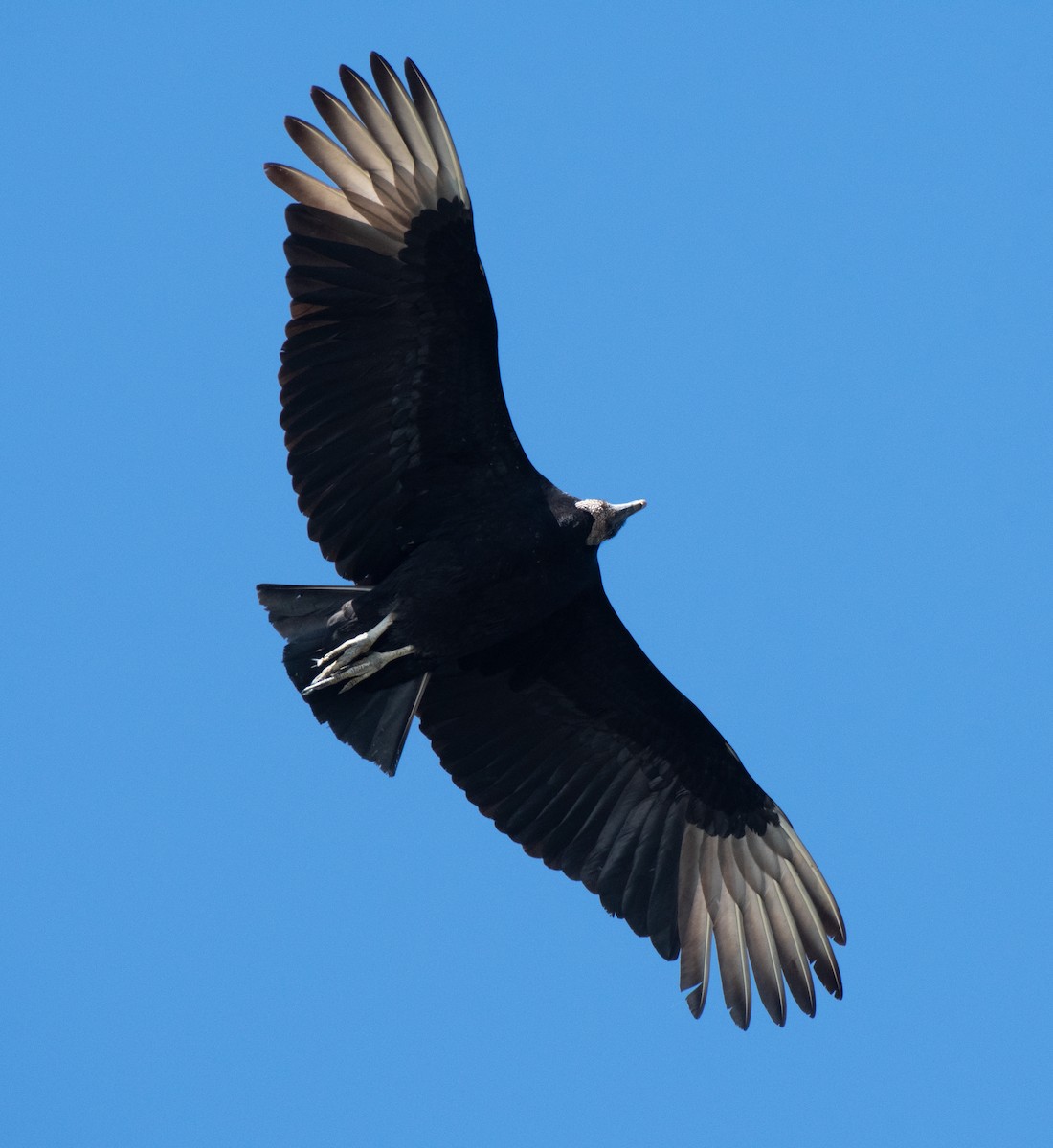 Black Vulture - ML616447613