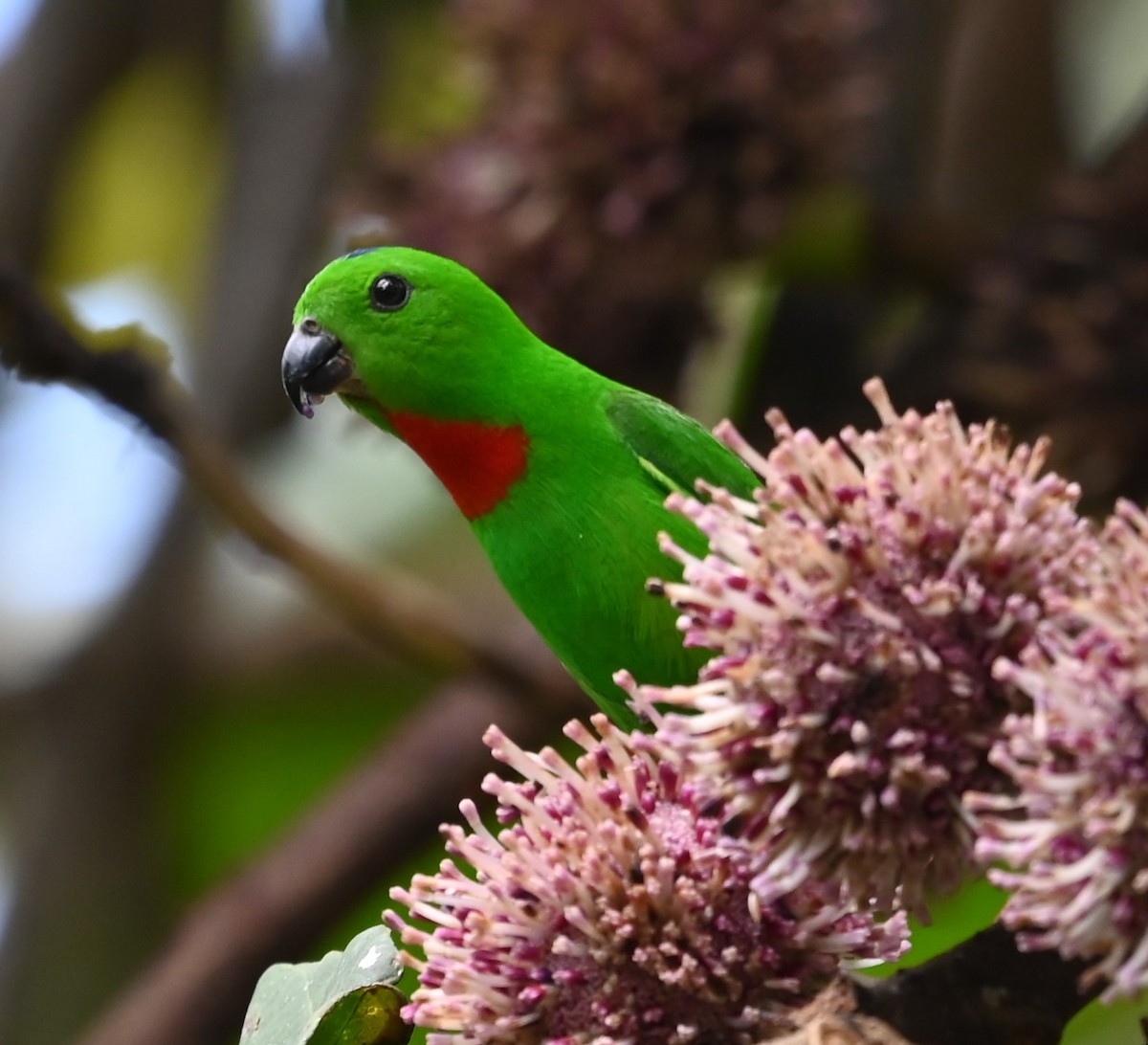 Blue-crowned Hanging-Parrot - ML616447645