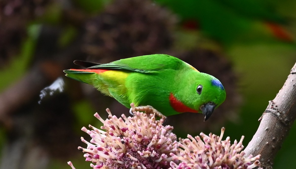 Blue-crowned Hanging-Parrot - ML616447646