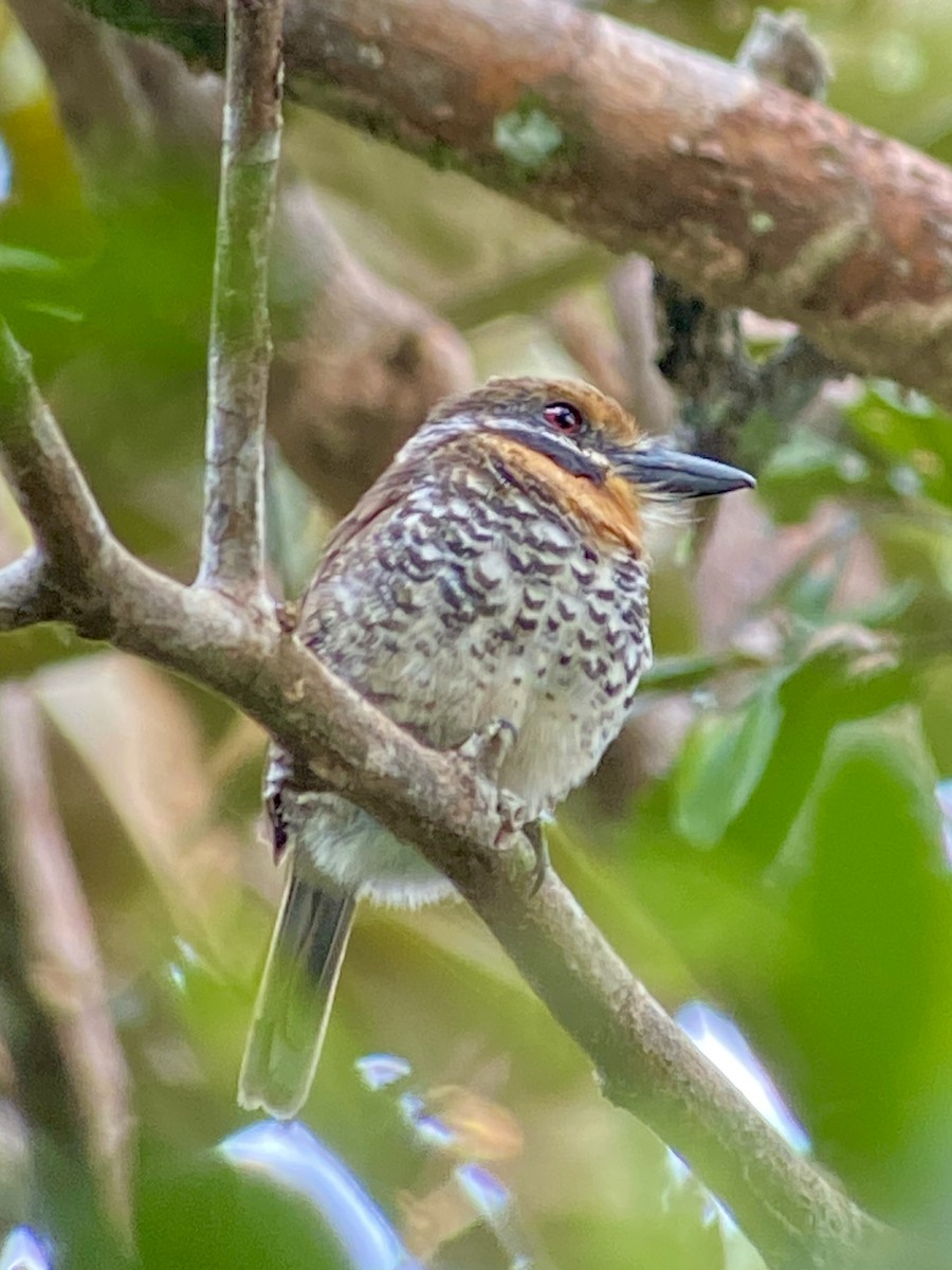 Spotted Puffbird - Camilo Orjuela-Barrera