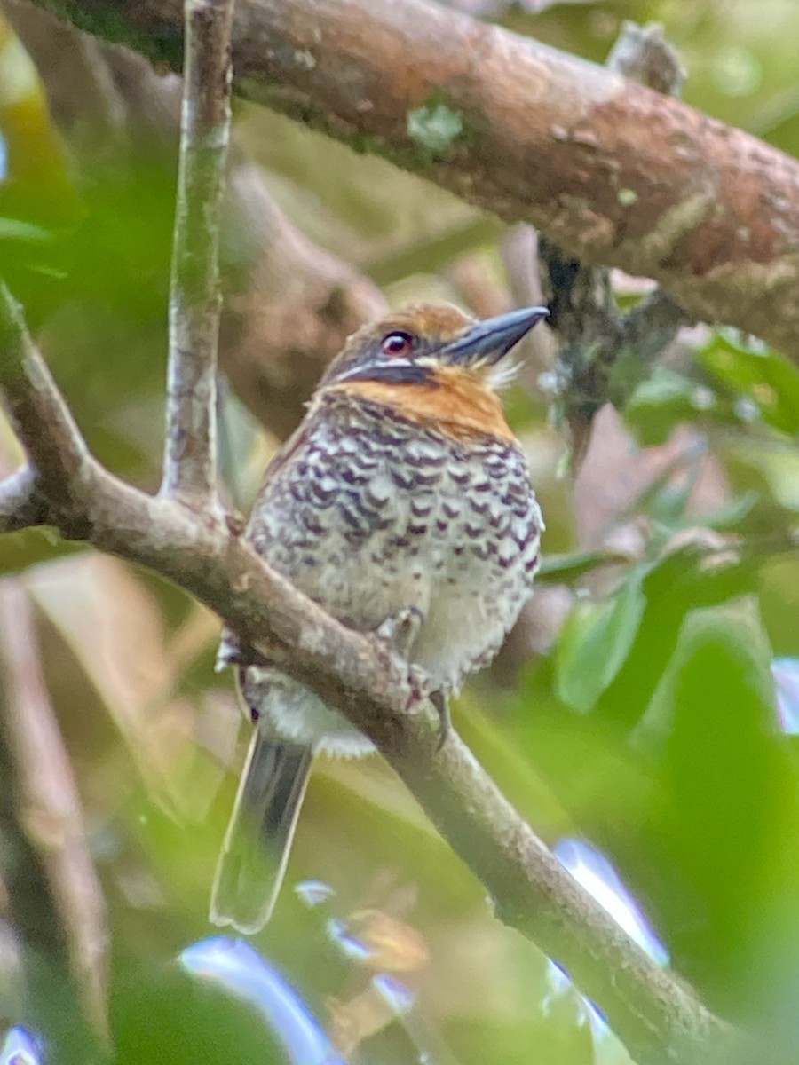 Spotted Puffbird - Camilo Orjuela Barrera