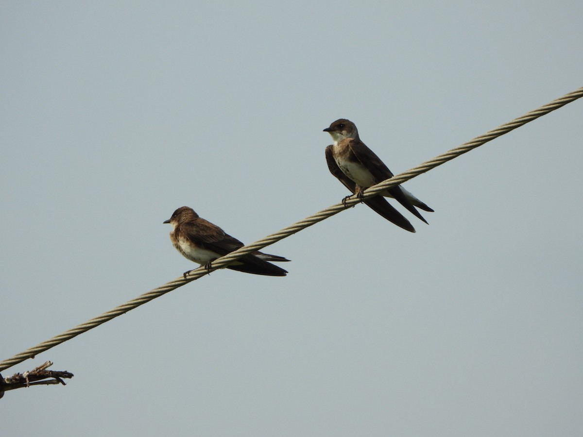 Brown-chested Martin - ML616447728