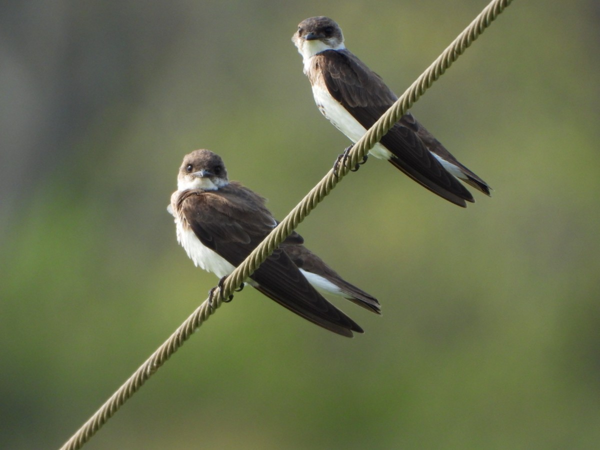 Brown-chested Martin - ML616447730