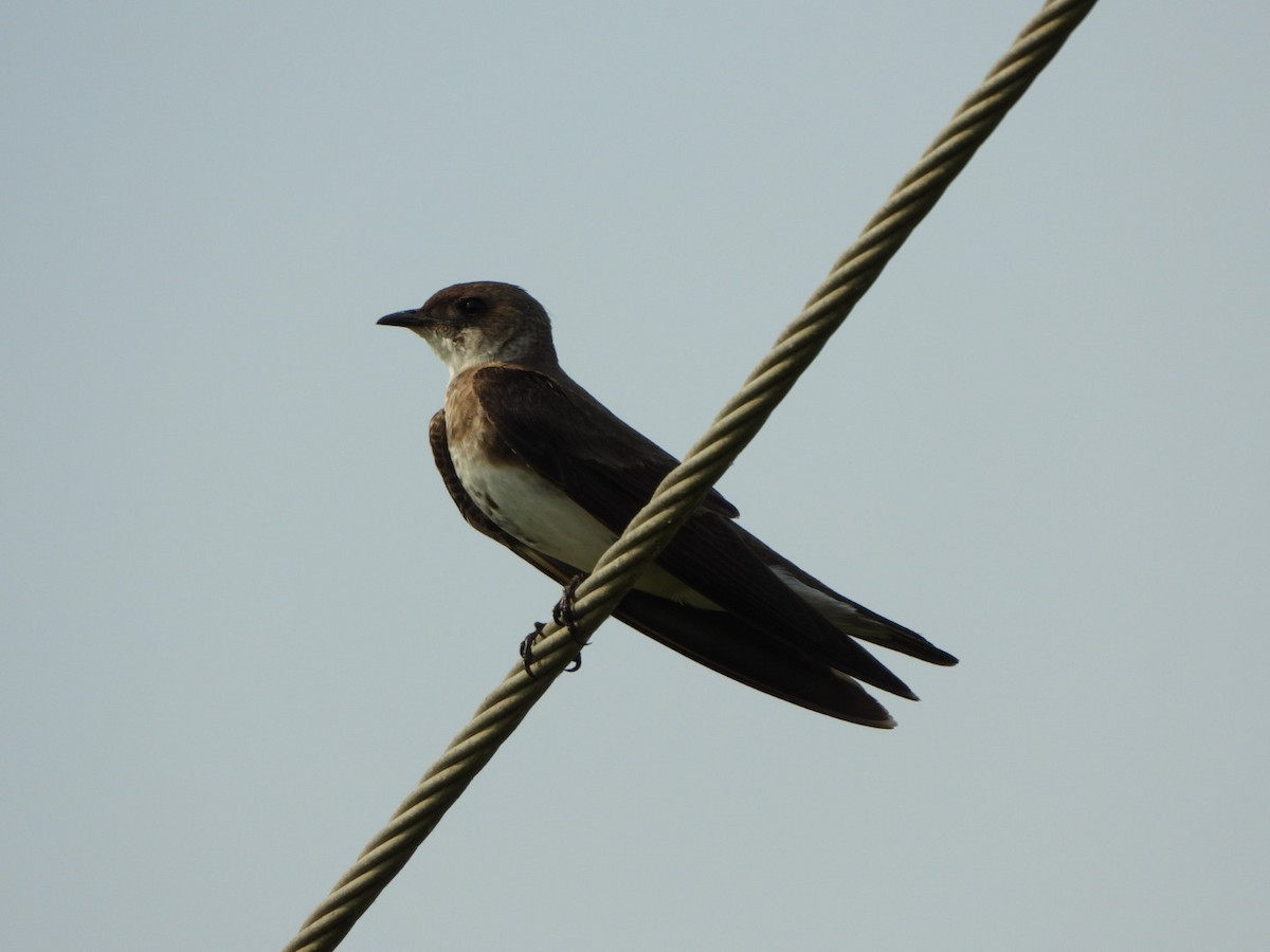 Brown-chested Martin - ML616447731