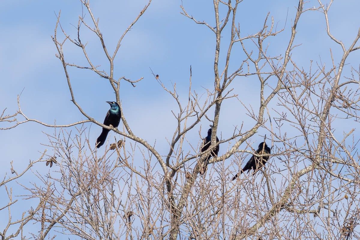 Common Grackle - Mark  Laussade