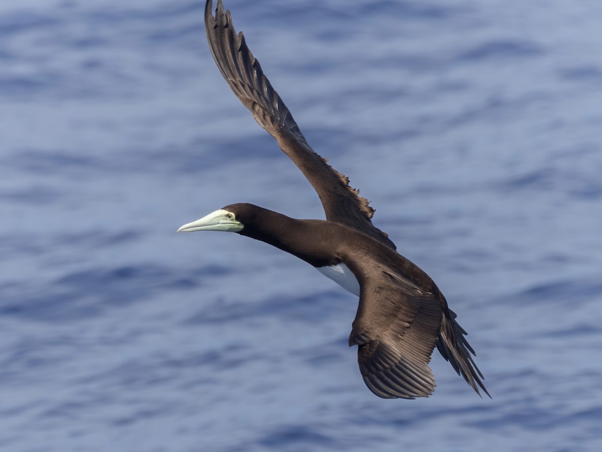 Brown Booby - ML616447762