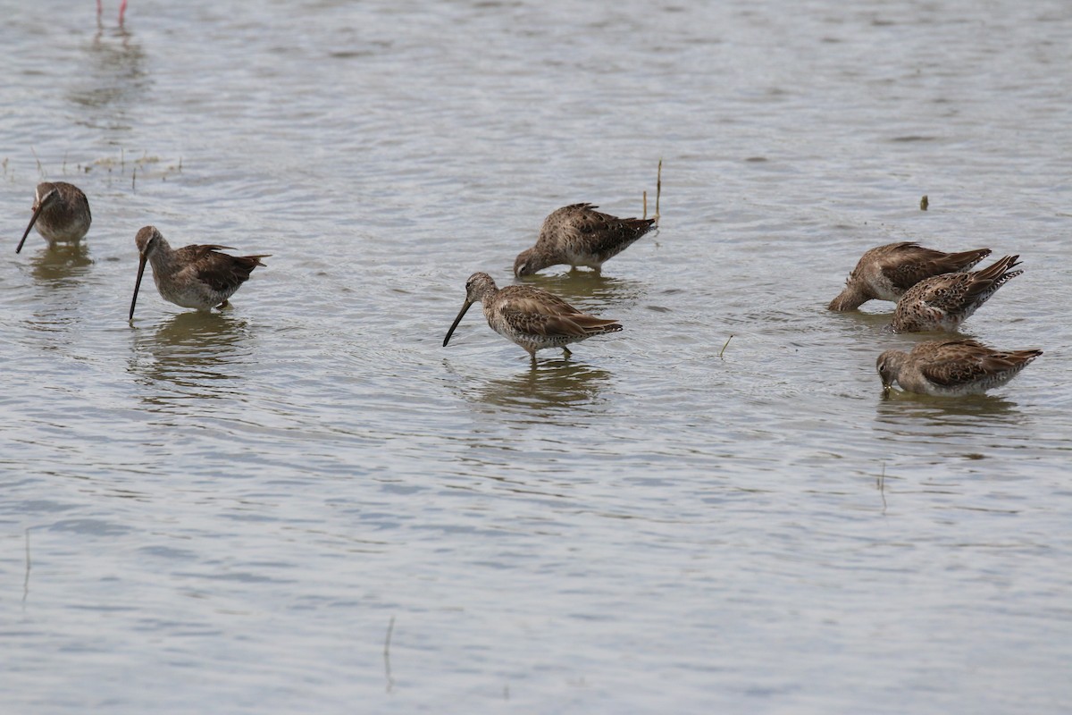 Long-billed Dowitcher - ML616447802