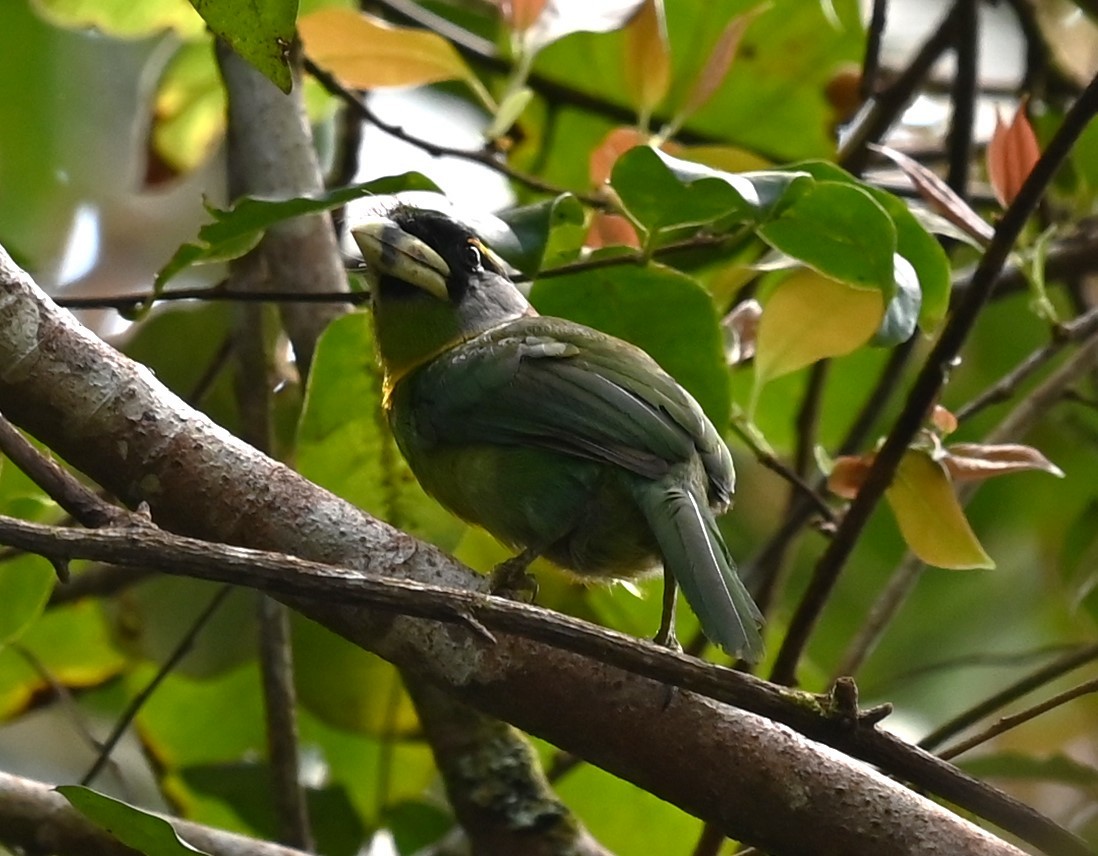 Fire-tufted Barbet - ML616447844