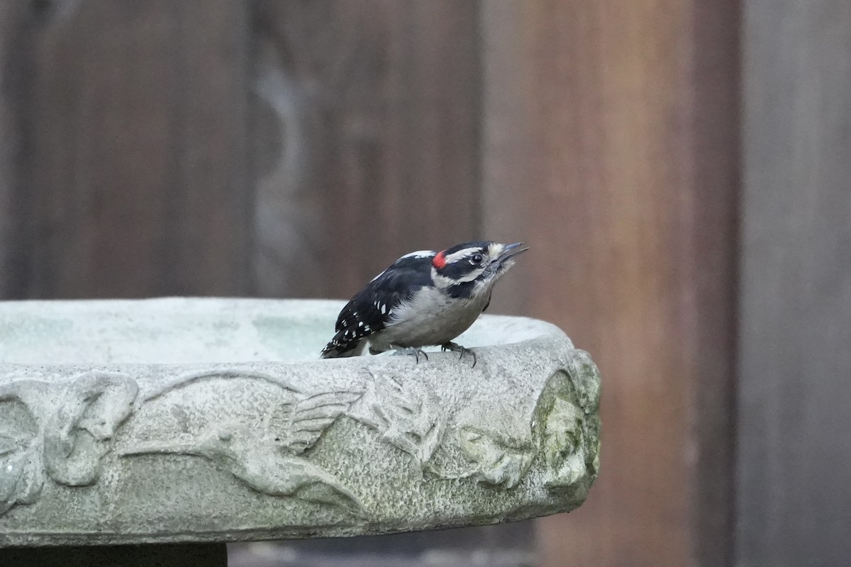 Downy Woodpecker (Pacific) - ML616447979