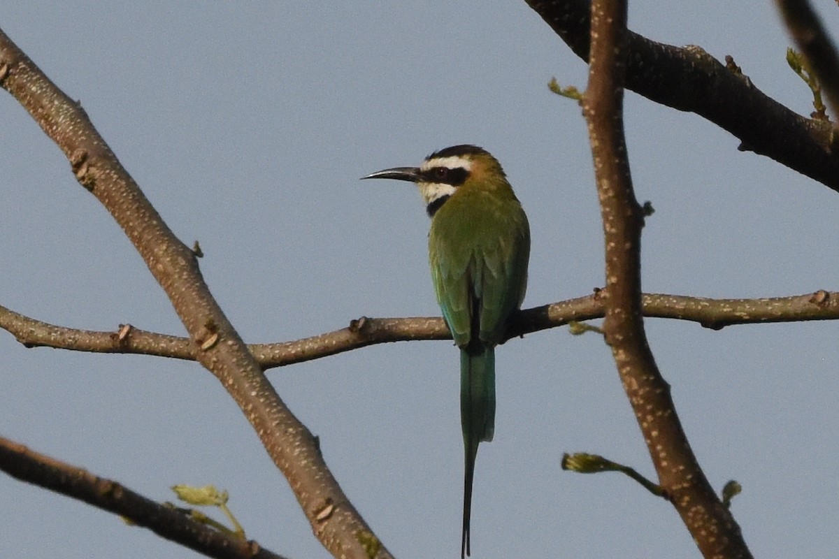 White-throated Bee-eater - ML616447989