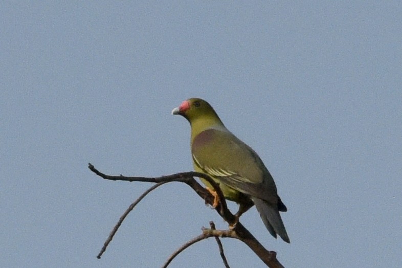 African Green-Pigeon - ML616447991