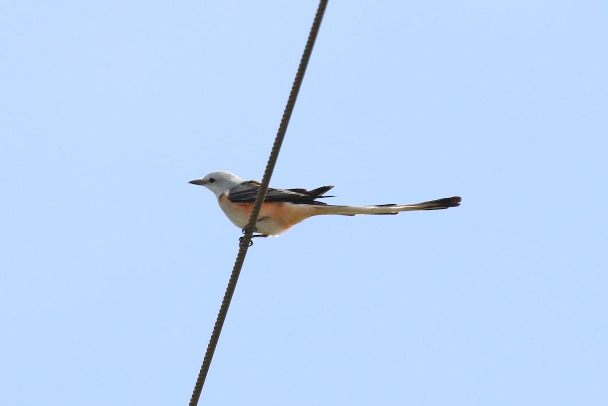 Scissor-tailed Flycatcher - David Carr