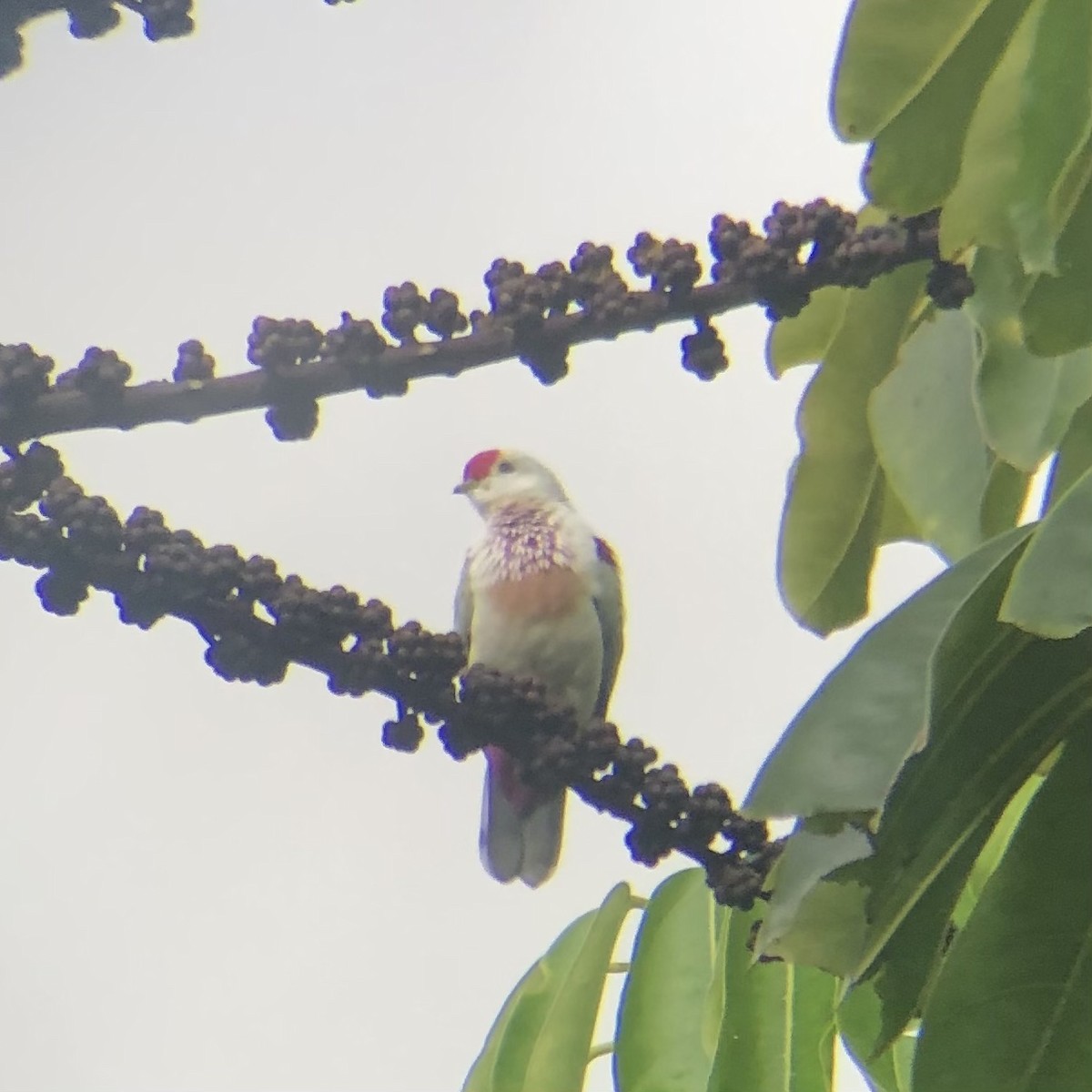 Many-colored Fruit-Dove - ML616448030