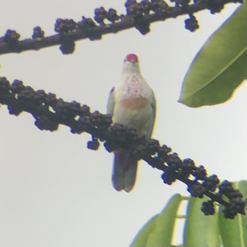 Many-colored Fruit-Dove - ML616448031