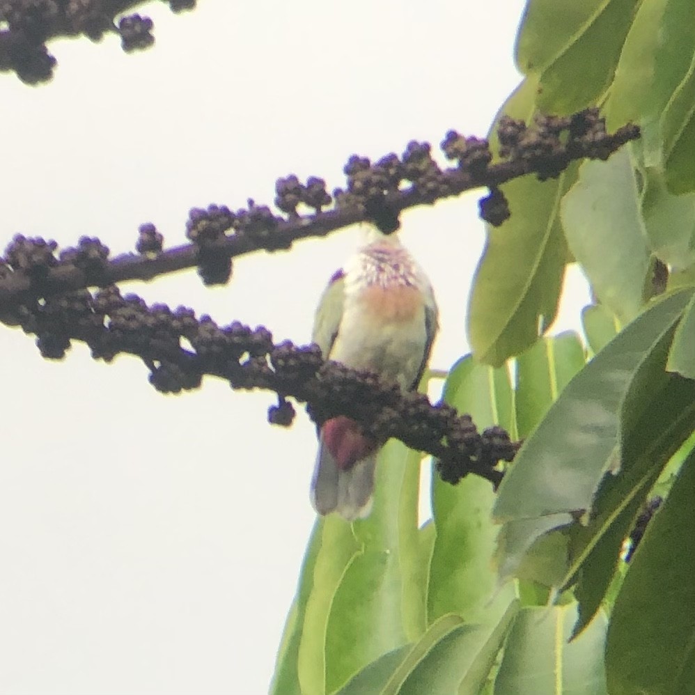 Many-colored Fruit-Dove - ML616448032