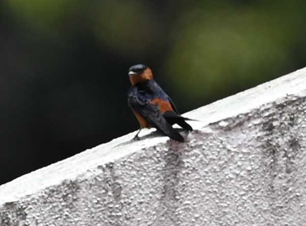 Rufous-bellied Swallow - Miles Tomlinson