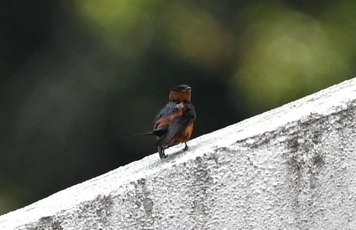 Rufous-bellied Swallow - ML616448169