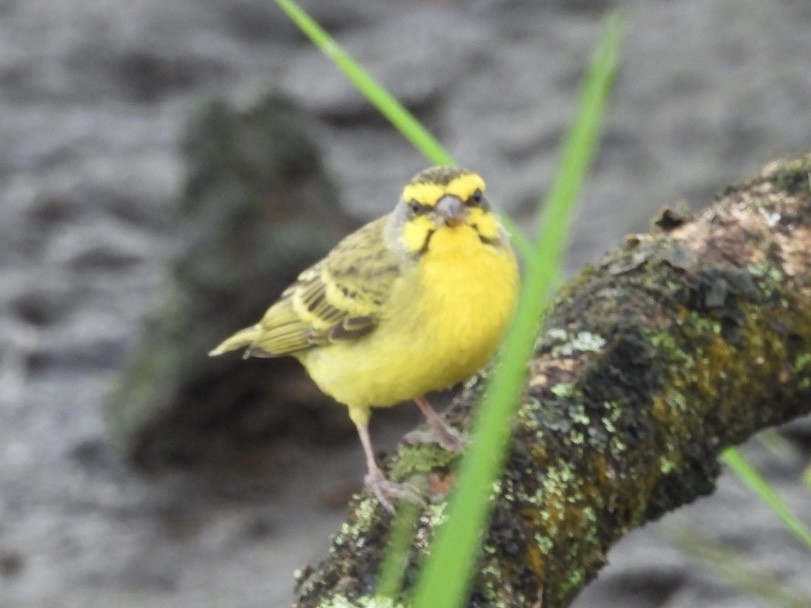 Yellow-fronted Canary - Jim Davis