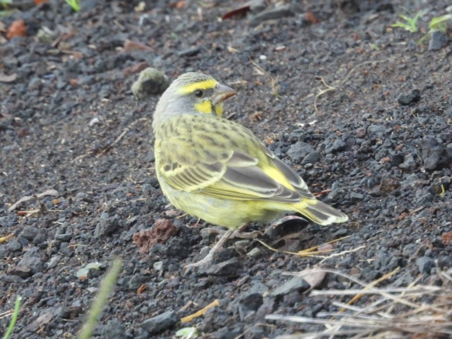 Yellow-fronted Canary - ML616448172