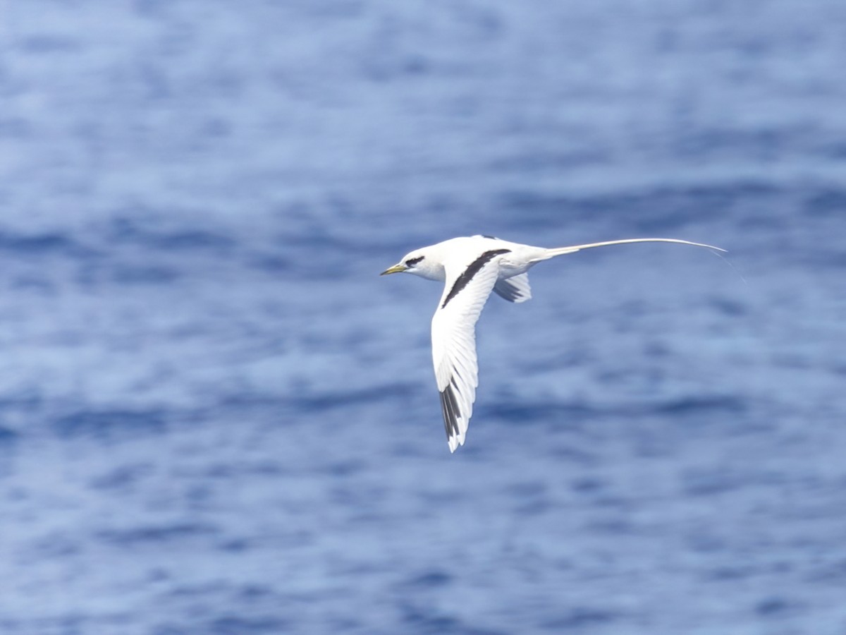 White-tailed Tropicbird (Pacific) - ML616448194