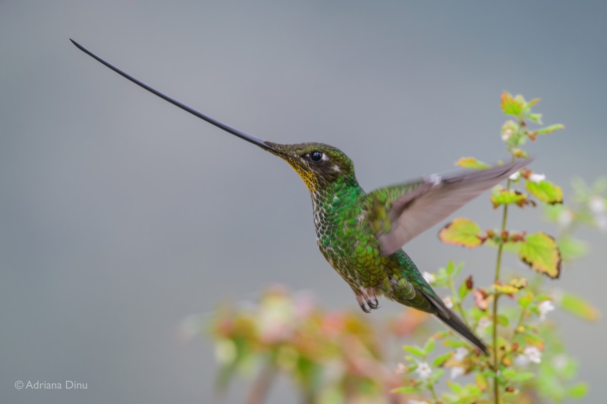 Sword-billed Hummingbird - Adriana Dinu