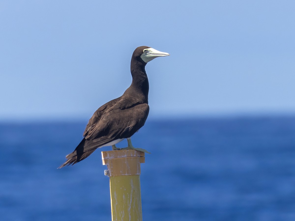 Brown Booby - ML616448285