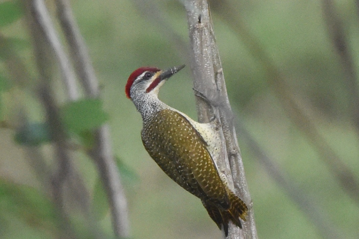 Fine-spotted Woodpecker - ML616448304
