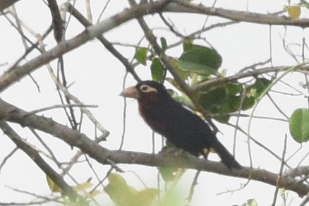 Double-toothed Barbet - ML616448338