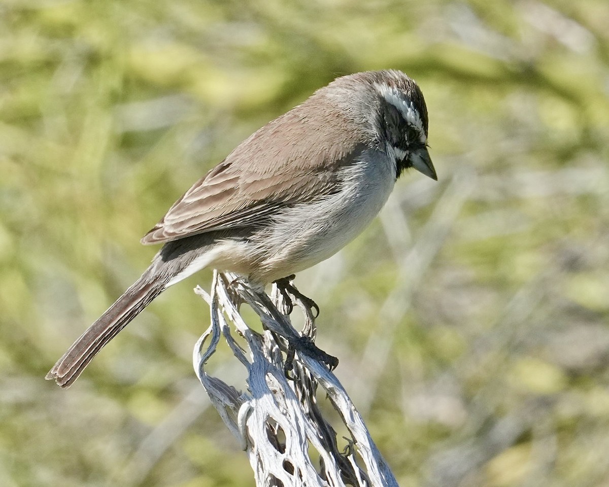 Black-throated Sparrow - ML616448426