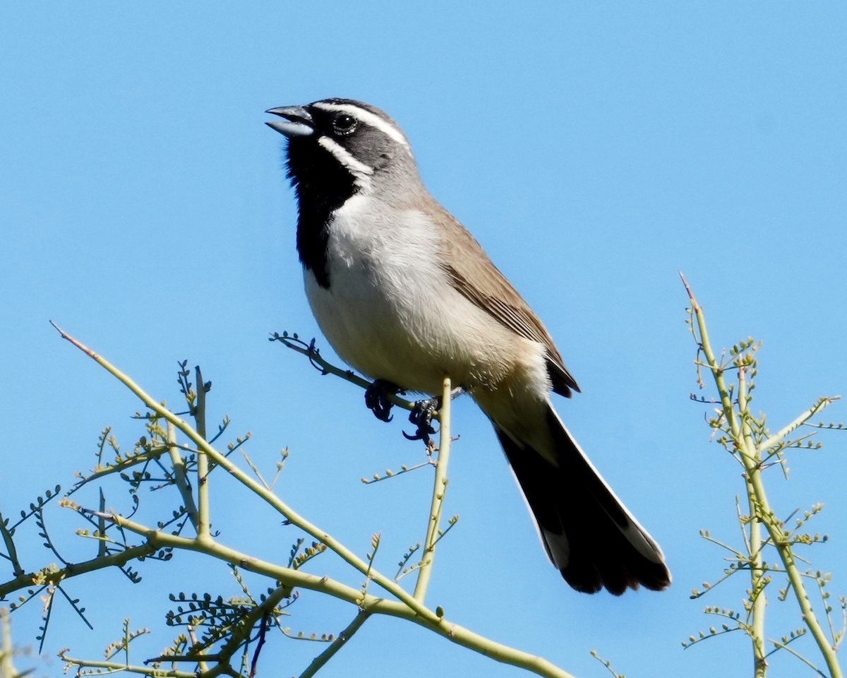 Black-throated Sparrow - ML616448427