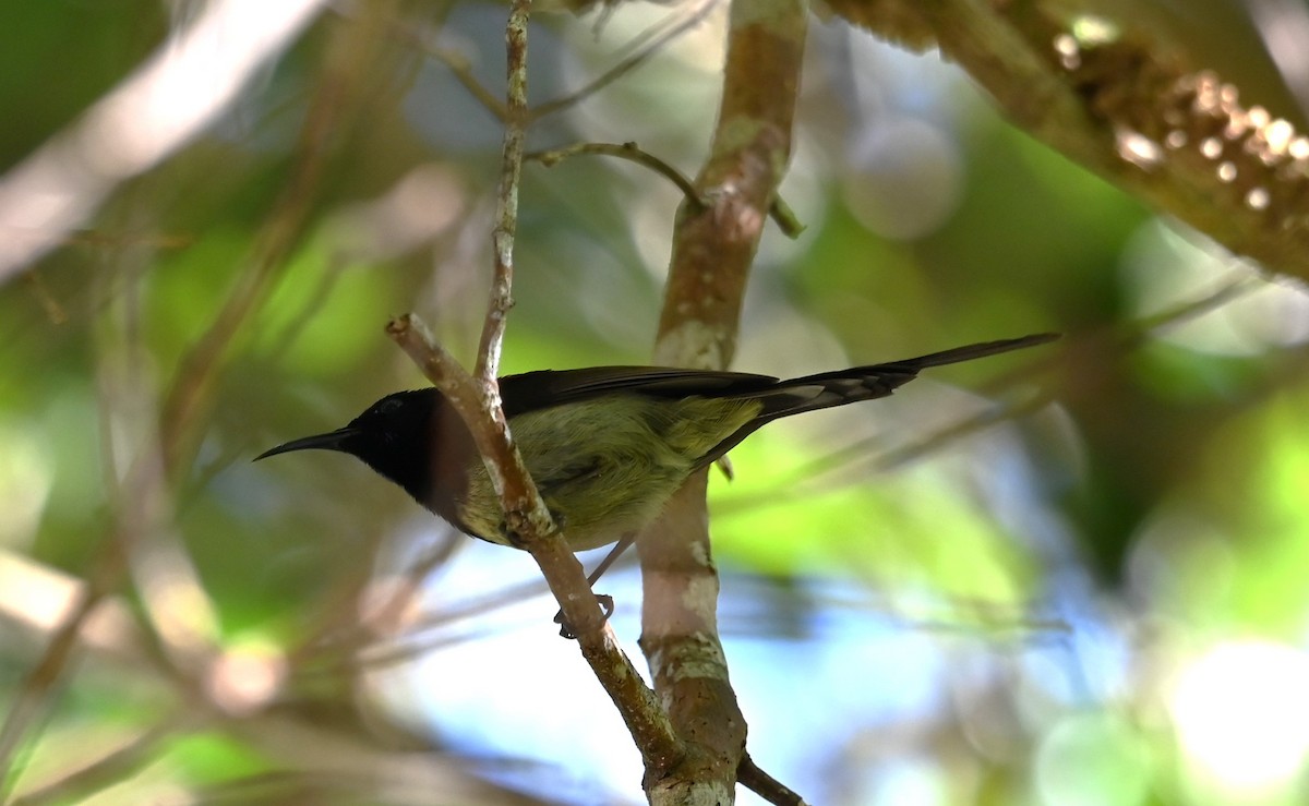 Black-throated Sunbird - ML616448484