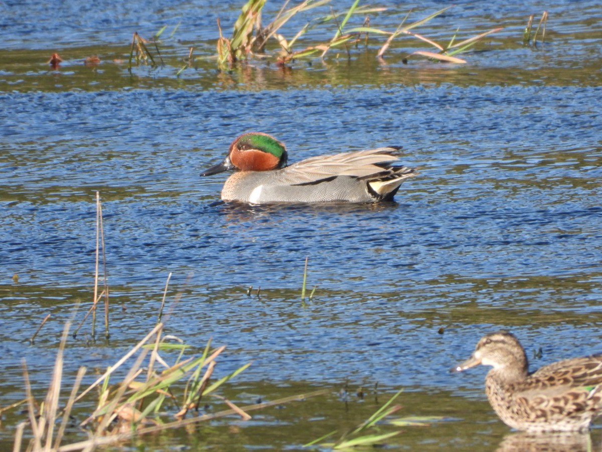Green-winged Teal - ML616448514